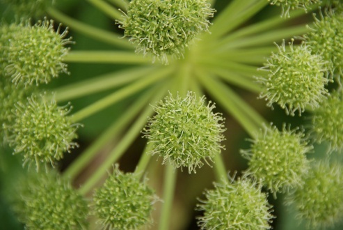 Edith Hammer - Plant